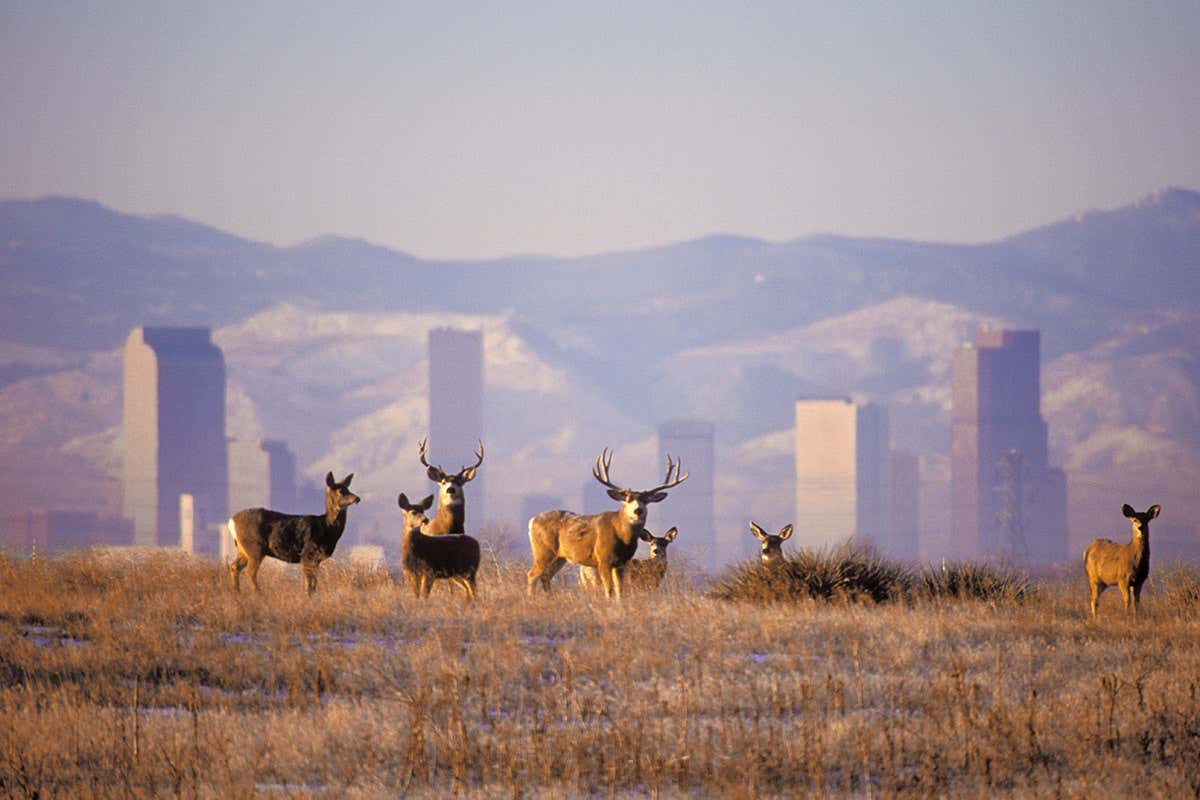 mule deer