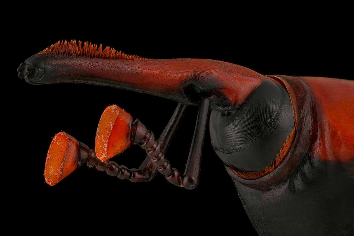 Spectacular red palm weevil scoops top award in bug photography prize