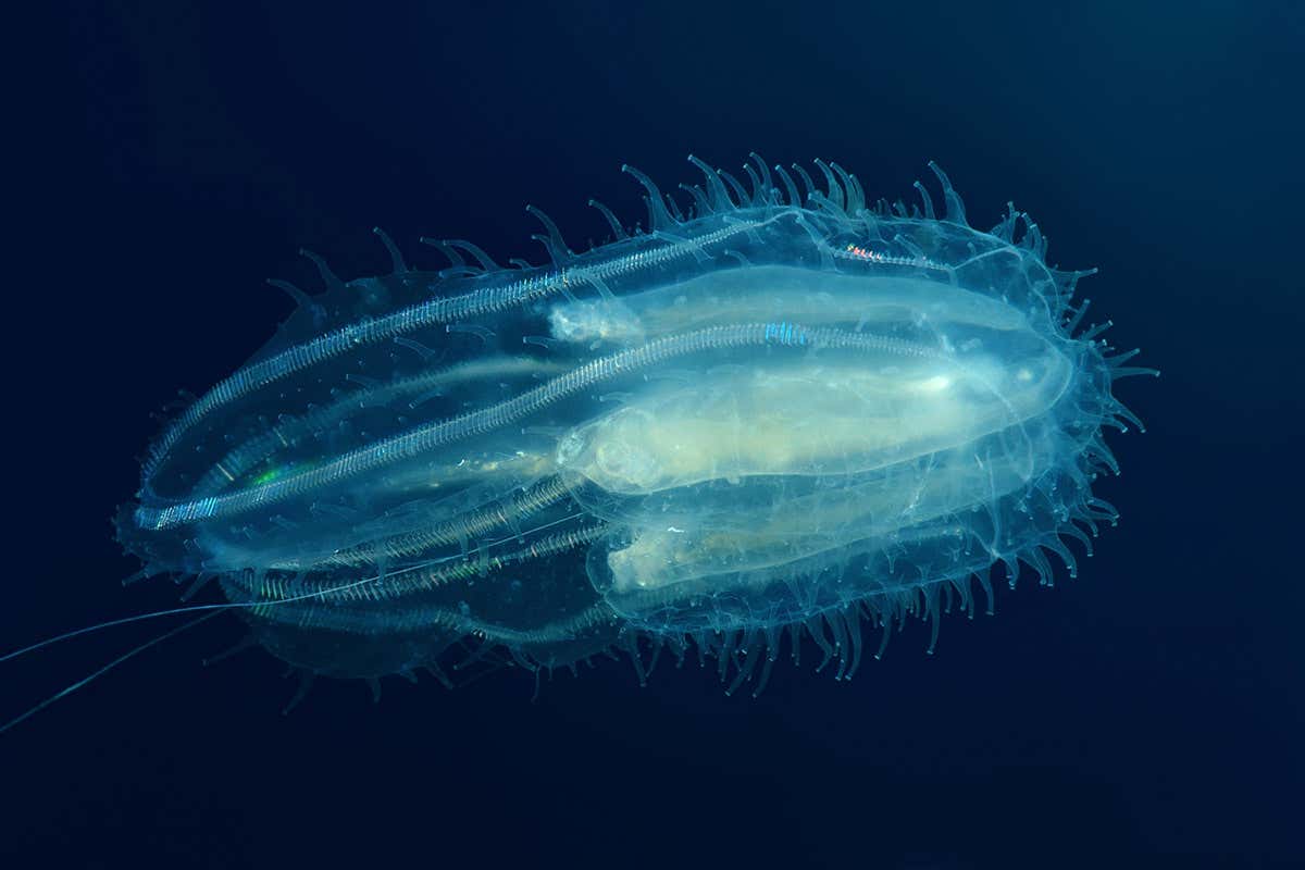 comb jelly