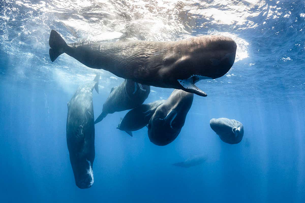 Sperm whales