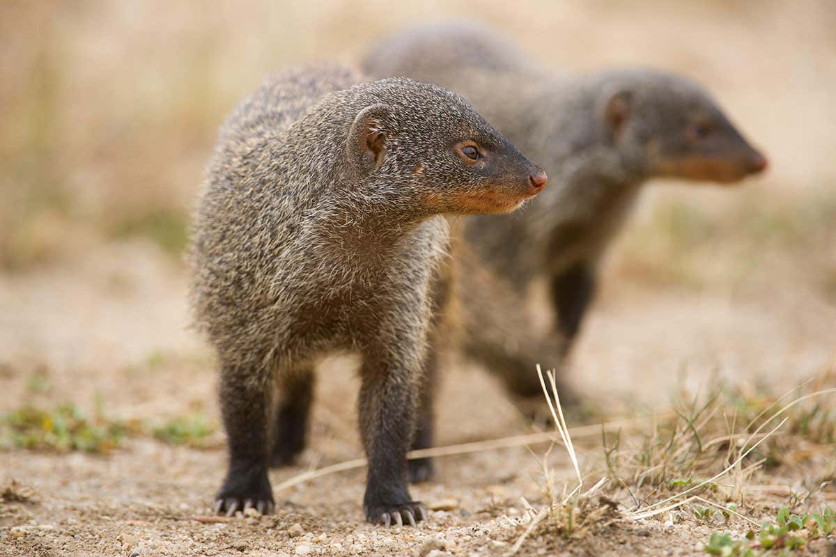 Female banded mongooses start wars so they can mate with rival males