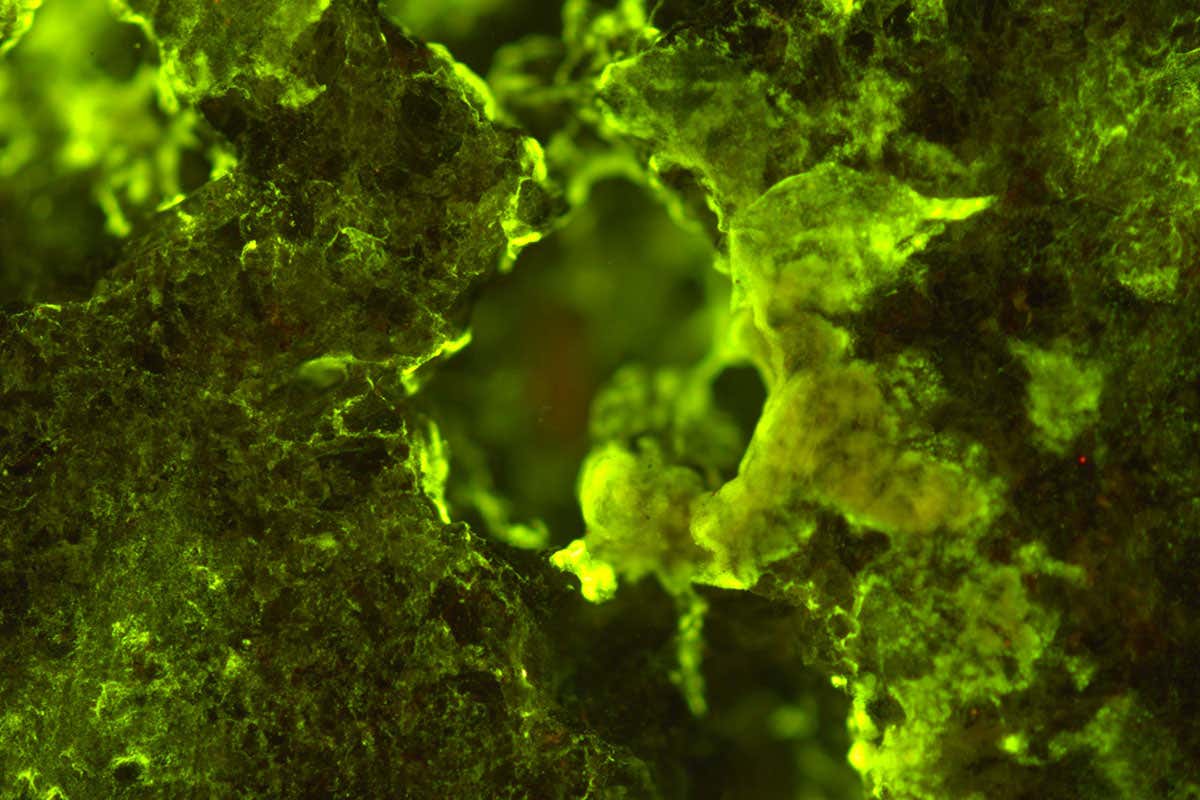 Asteroid-munching microbes could mine materials from space rocks