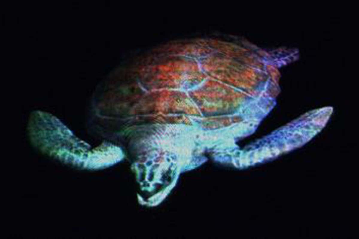Holographic turtle