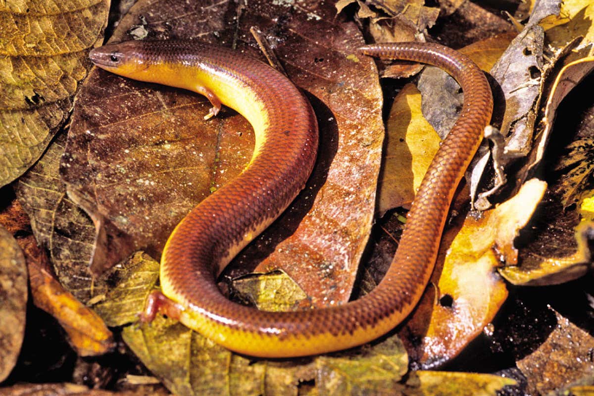 Lizards that lost their legs re-evolved them as the climate got wetter