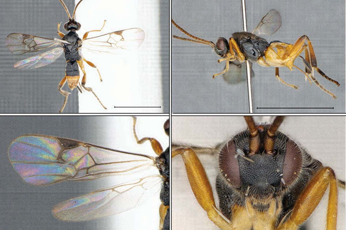 ‘Godzilla’ wasps drag caterpillars out of water to lay eggs in them