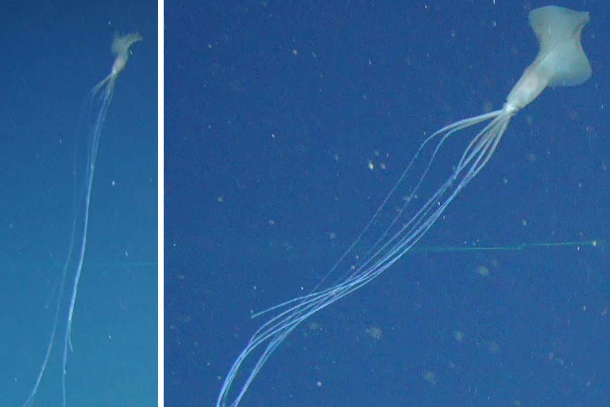 Rare bigfin squid found in Australian waters for the first time