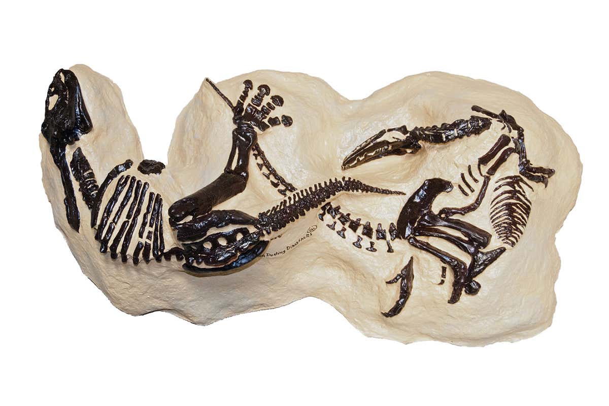 An artist's model of the Montana Dueling Dinosaurs based on geographical placement of the fossils.