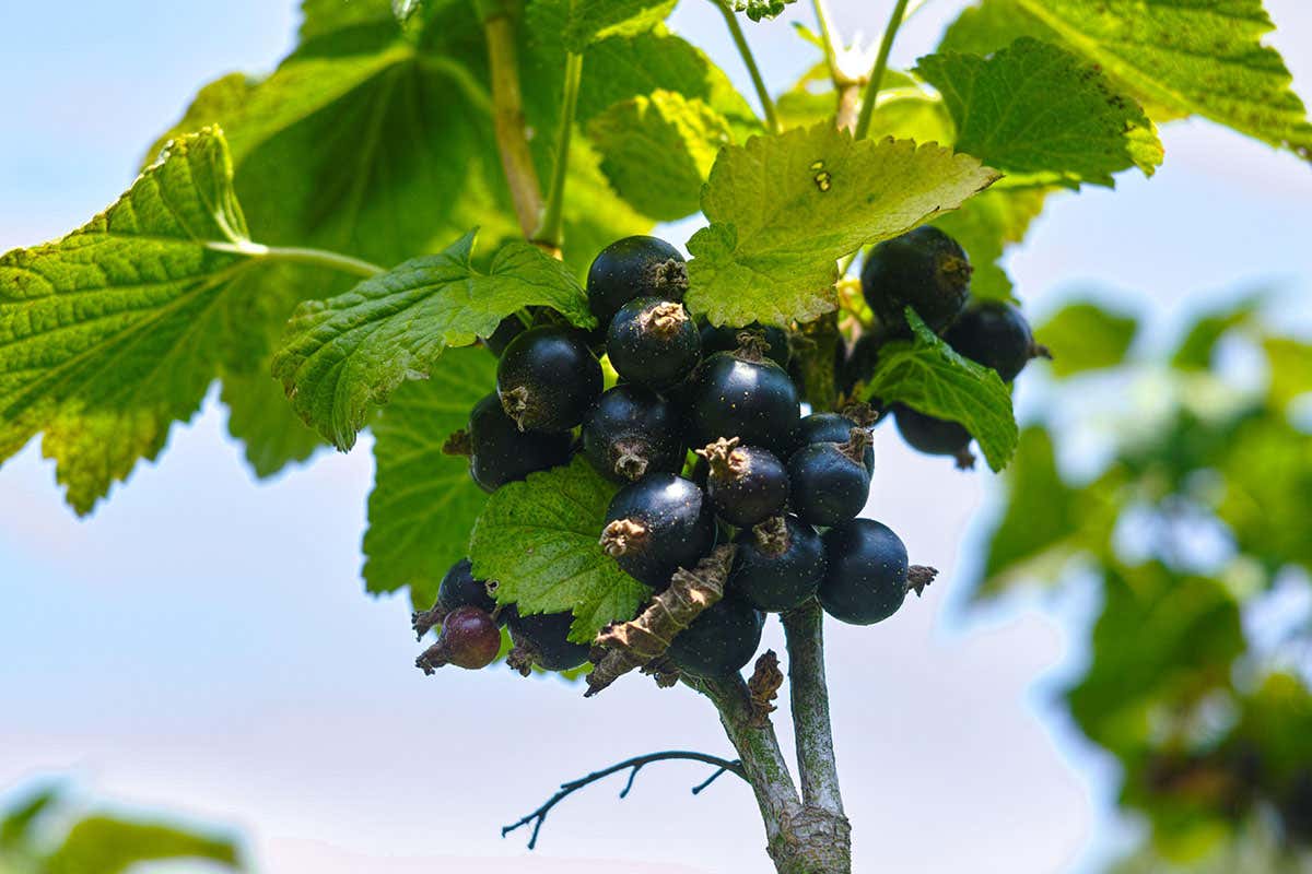 How to grow delicious blackcurrants despite climate change
