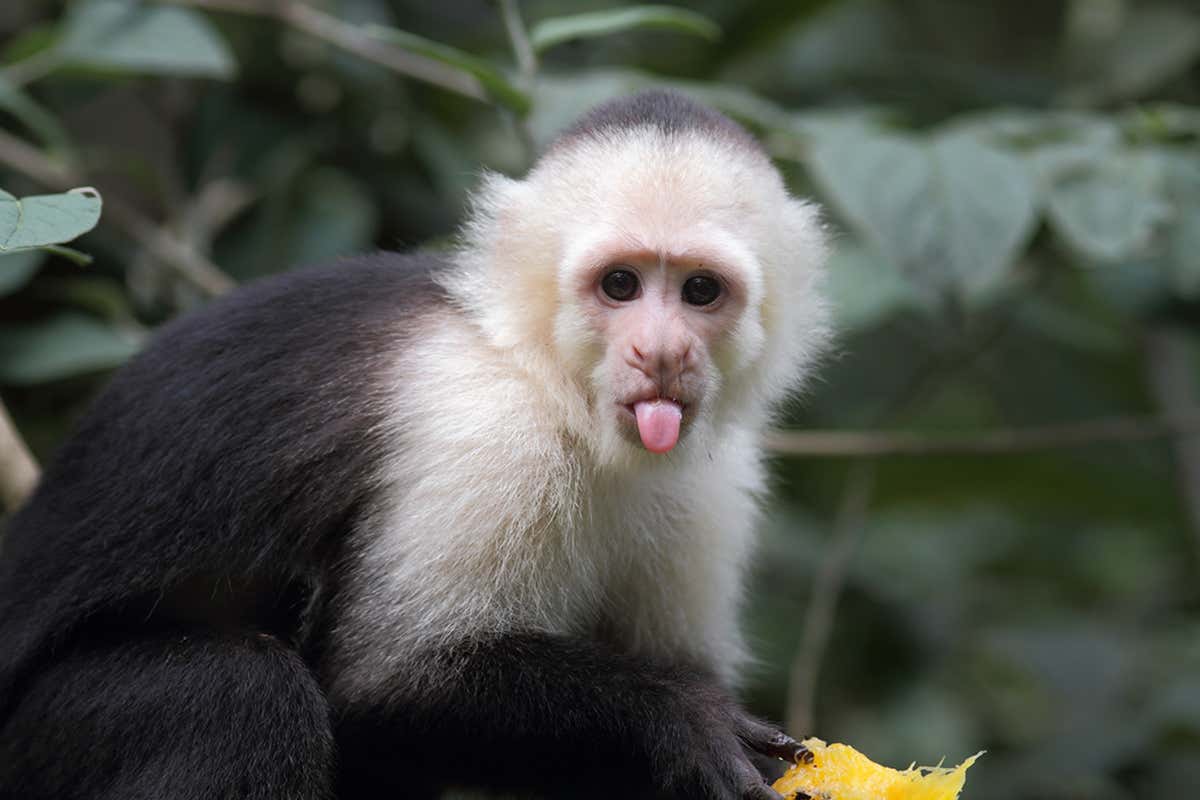 capuchin monkey