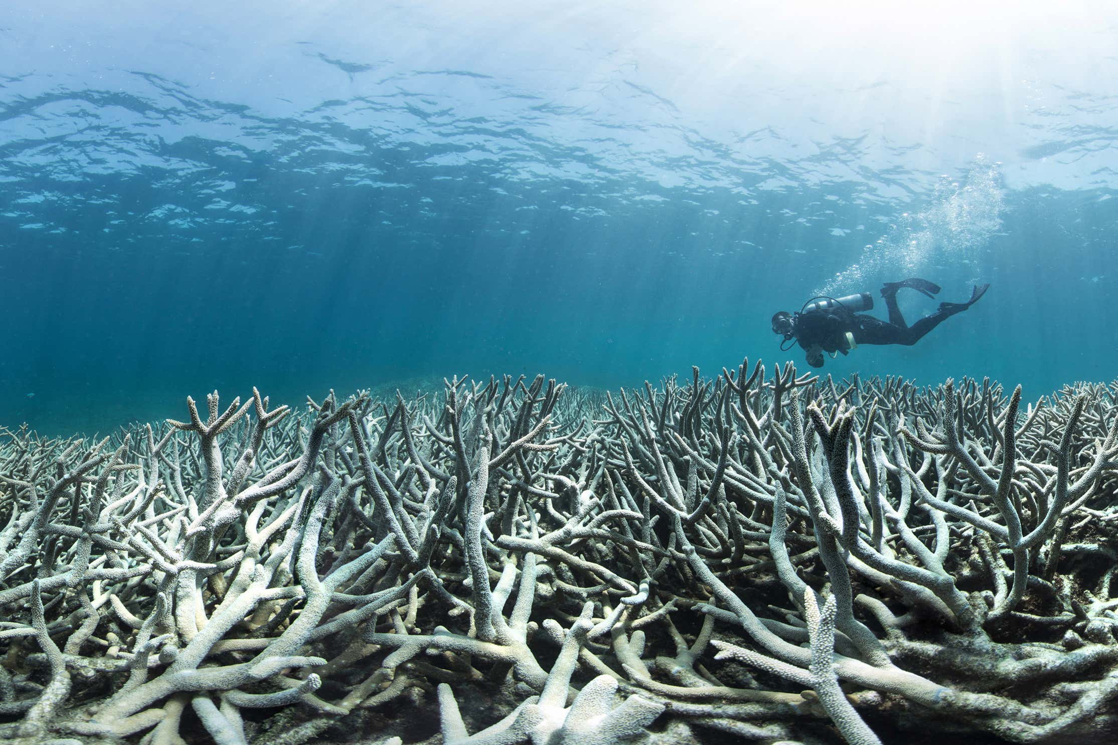 Coral bleaching at Heron Island