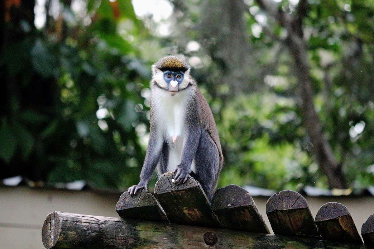 The meat of protected African animals is being sold in Belgium