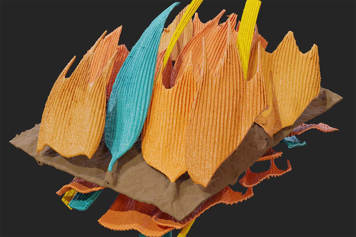 A 3D representation of a wing section of the earless moth Lasiocampa quercus