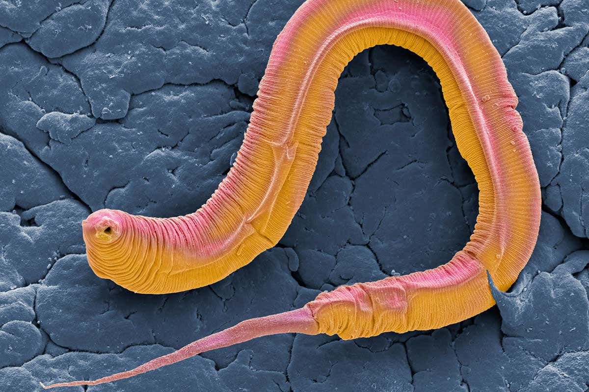 nematode worm