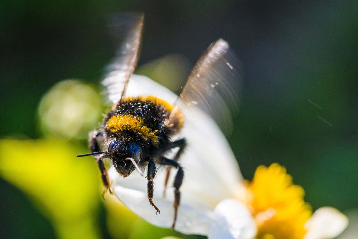 bee