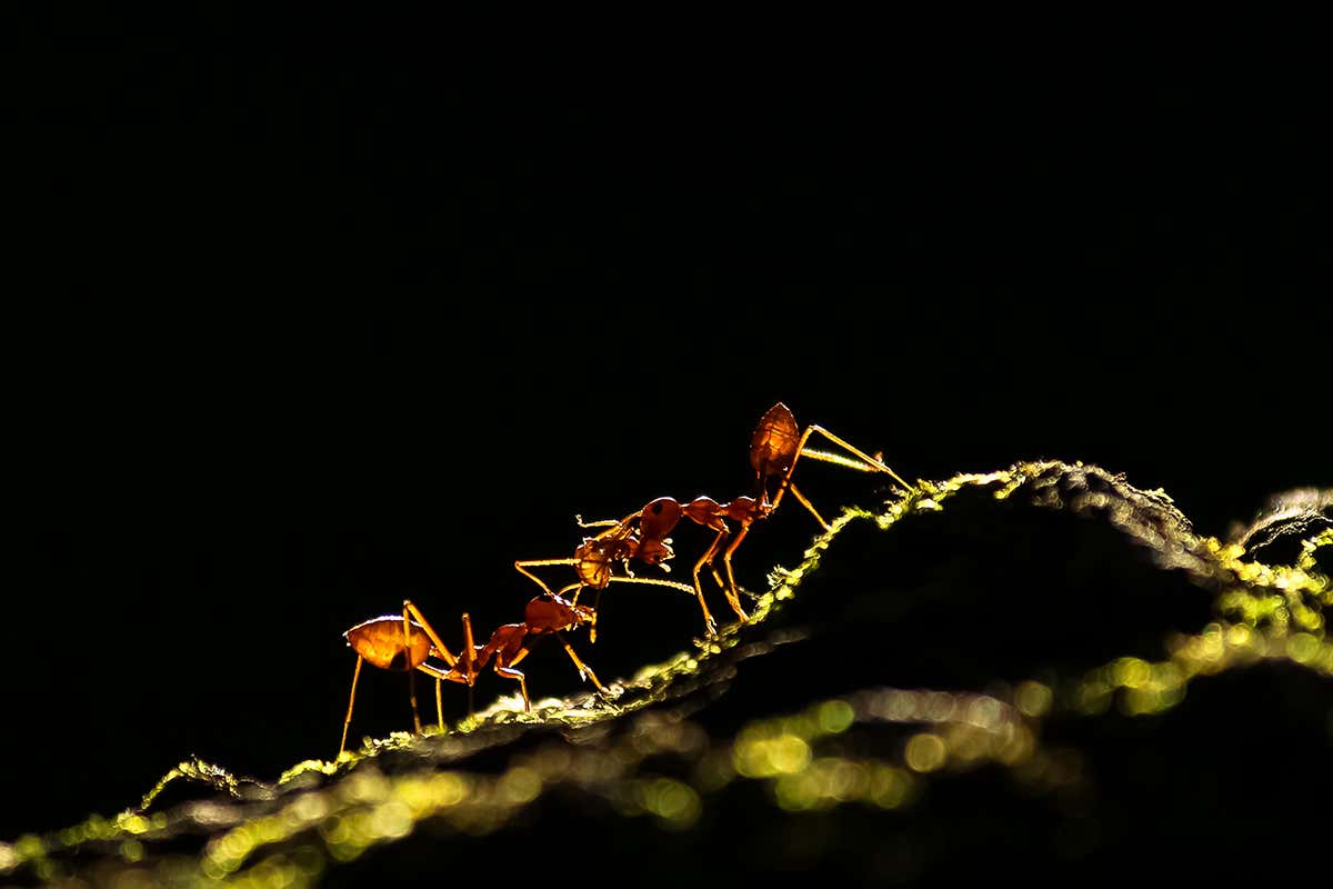 Weaver ants