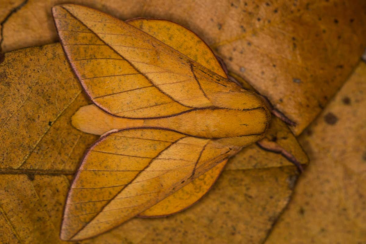 An Oiticella convergens moth
