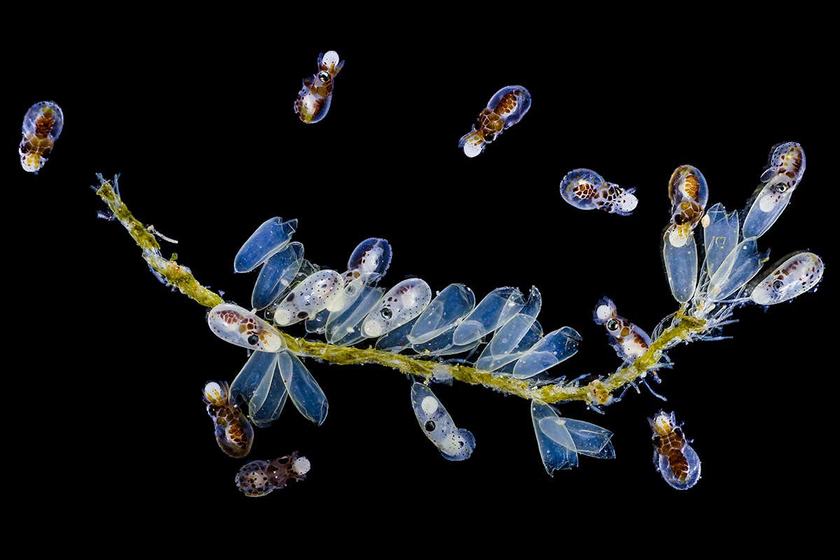 Verill’s two-spot octopus larvae