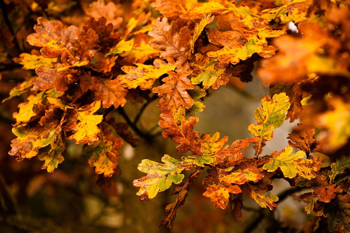 Common Oak in autumn