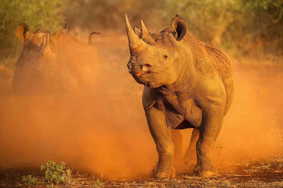 rhino