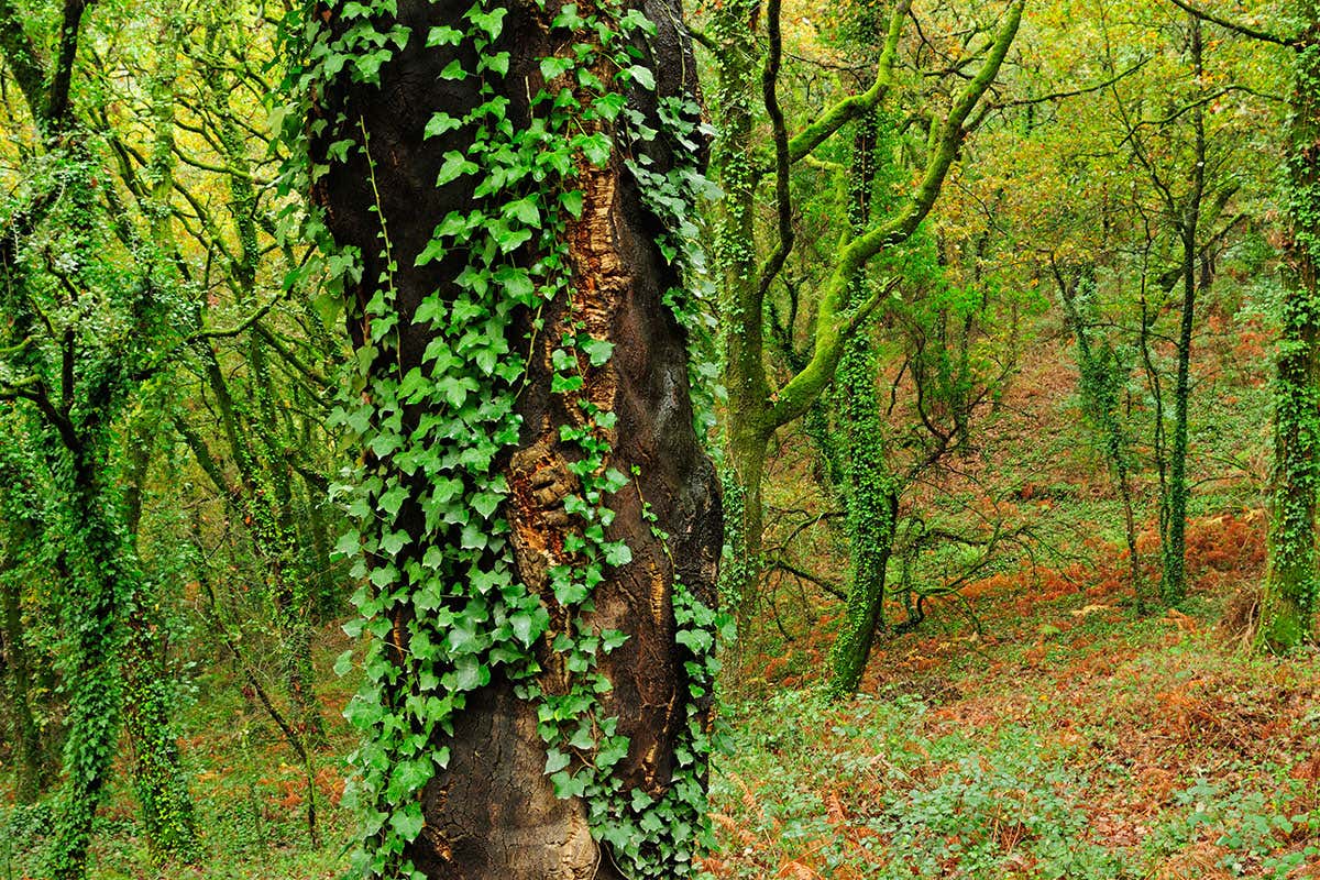 ivy on tree