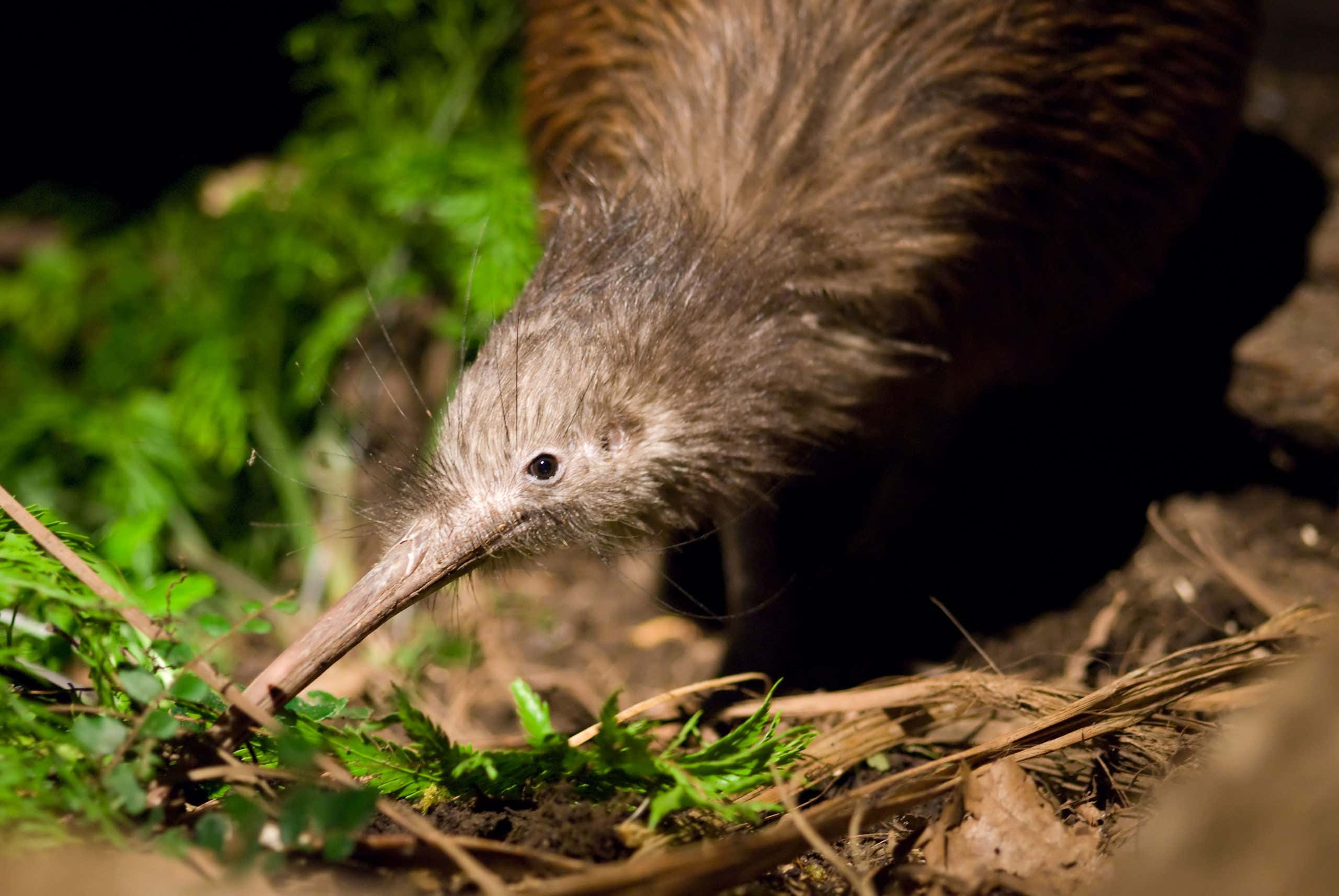 kiwi