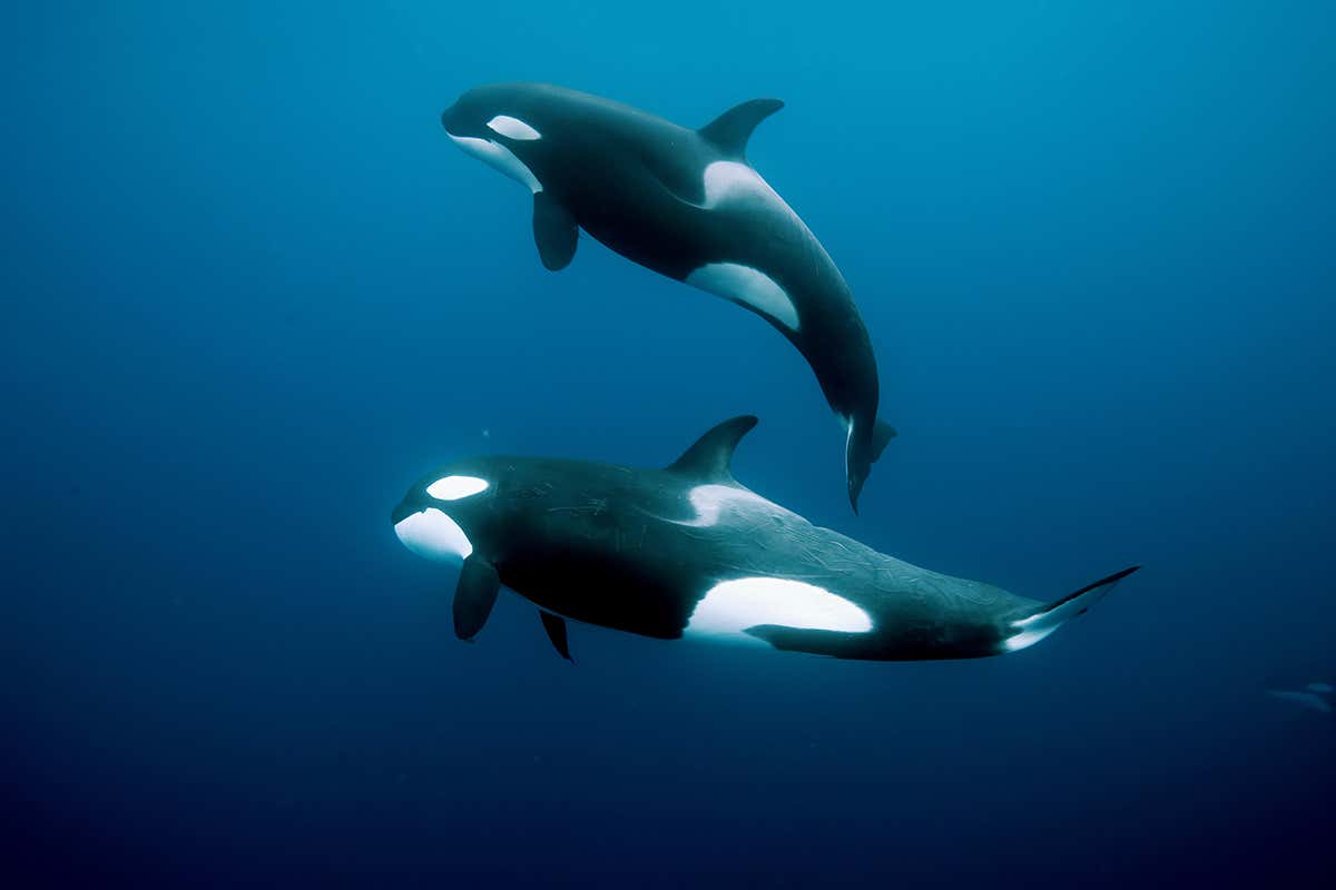 Orcas swimming in New Zealand