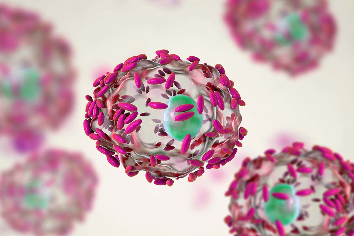 Gardnerella vaginalis bacteria