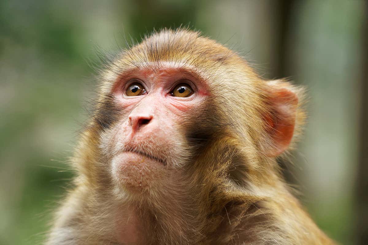 macaque
