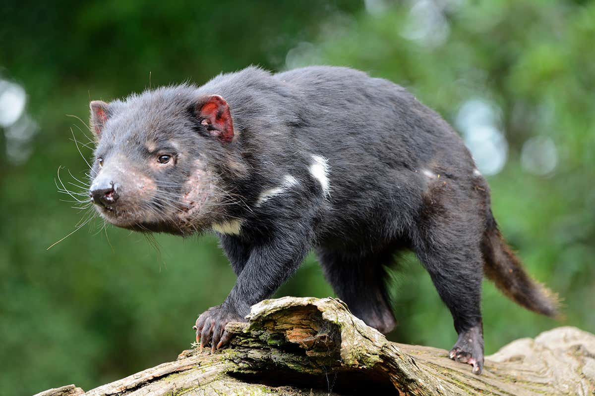Contagious cancer may cause Tasmanian devils to become antisocial