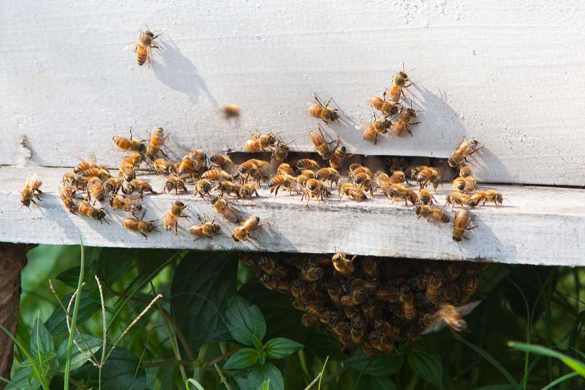 Asian honeybees use animal faeces to defend themselves from hornets