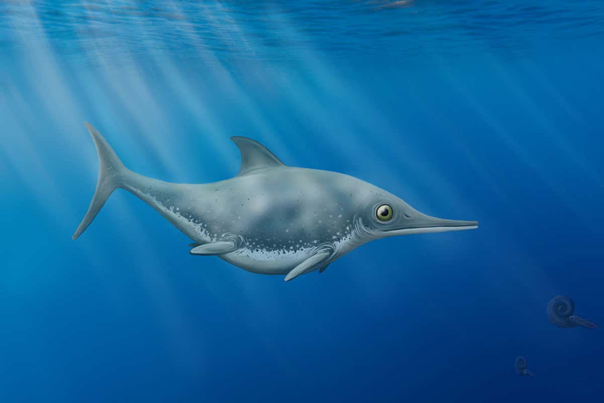 Thalassodraco etchesi