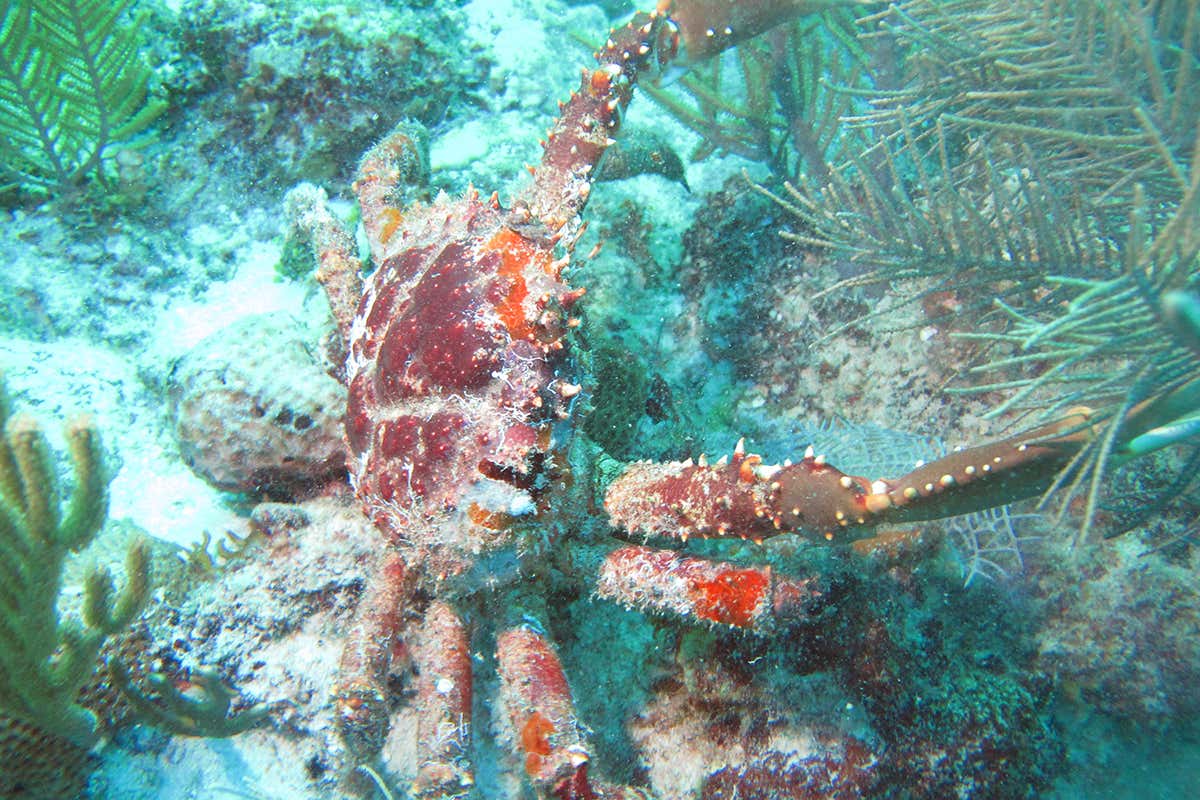 Caribbean coral crab