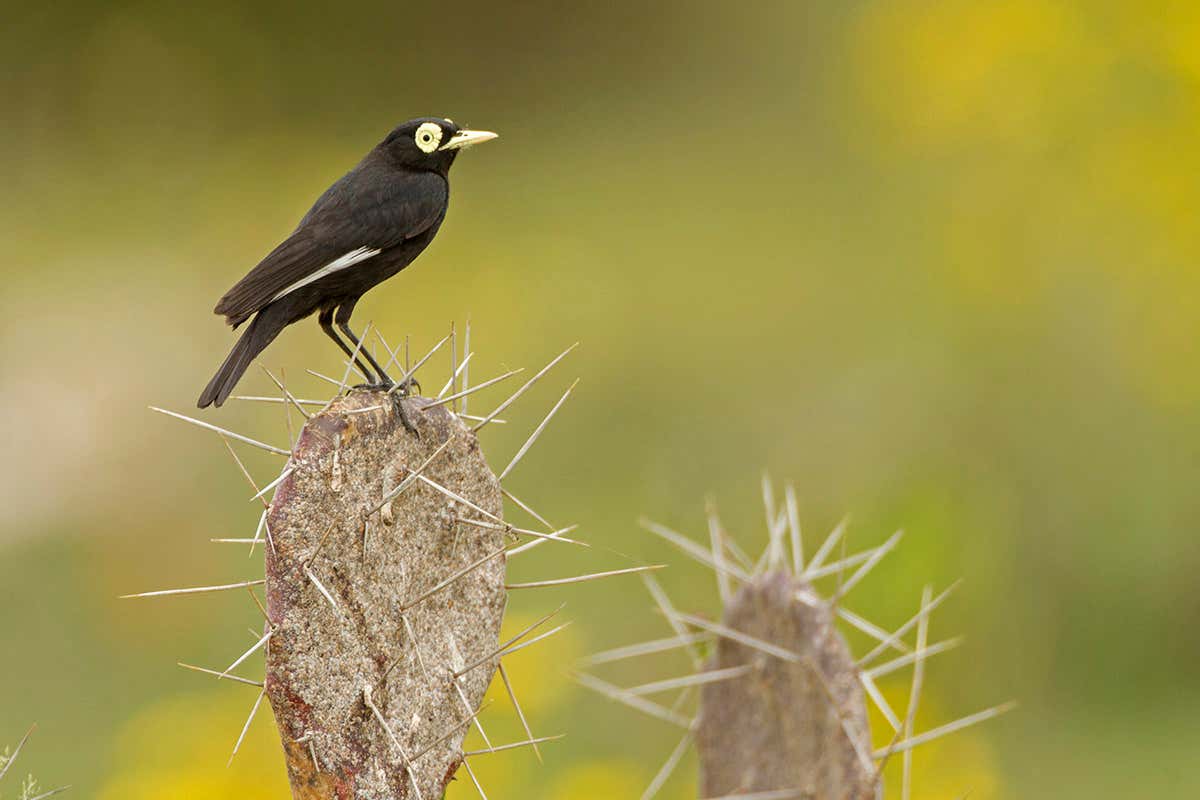 New species are more likely to evolve in areas where few already exist