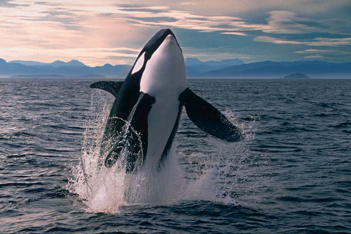 An Orca or Killer Whale (orcinus orca)