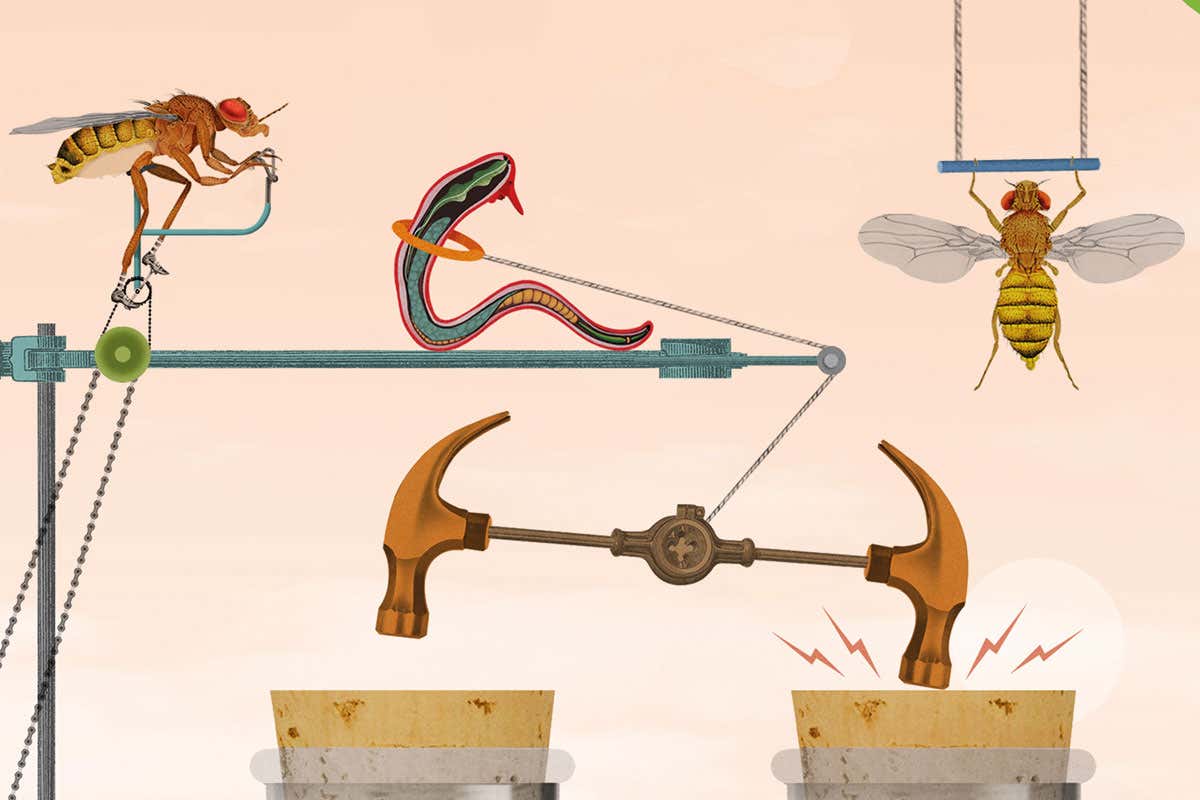 Why fitness training for worms and flies could make humans healthier