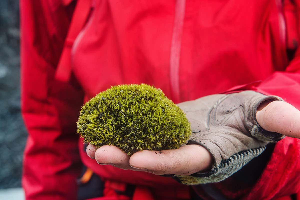The curious case of the “glacier mice” that seem to dance on ice