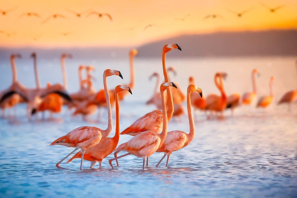 Why are flamingos pink?
