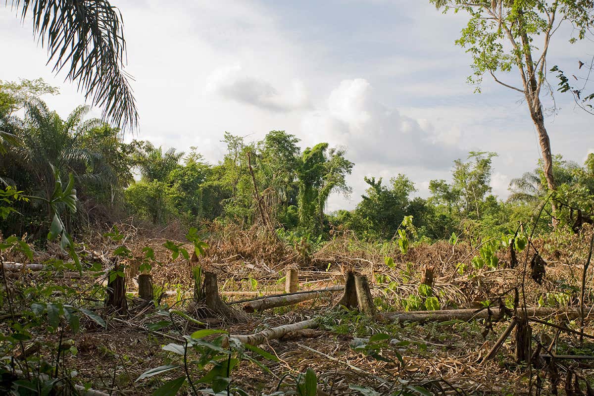 Forest cleared for banana and cassava plantations in the Kanuku mountains, Guyana