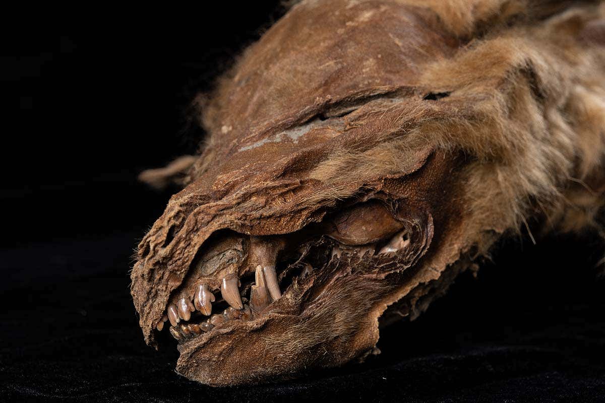 Mummified Wolf Pup