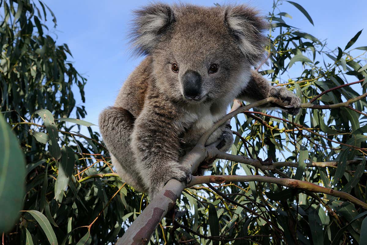 Koala