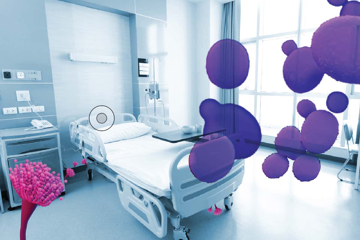 The other superbugs: Killer fungi are the threat we need to act on now