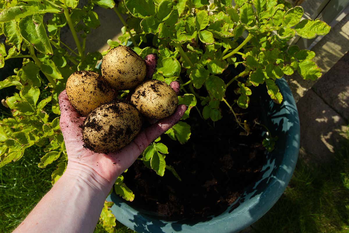 Why you should start thinking about planting potatoes now