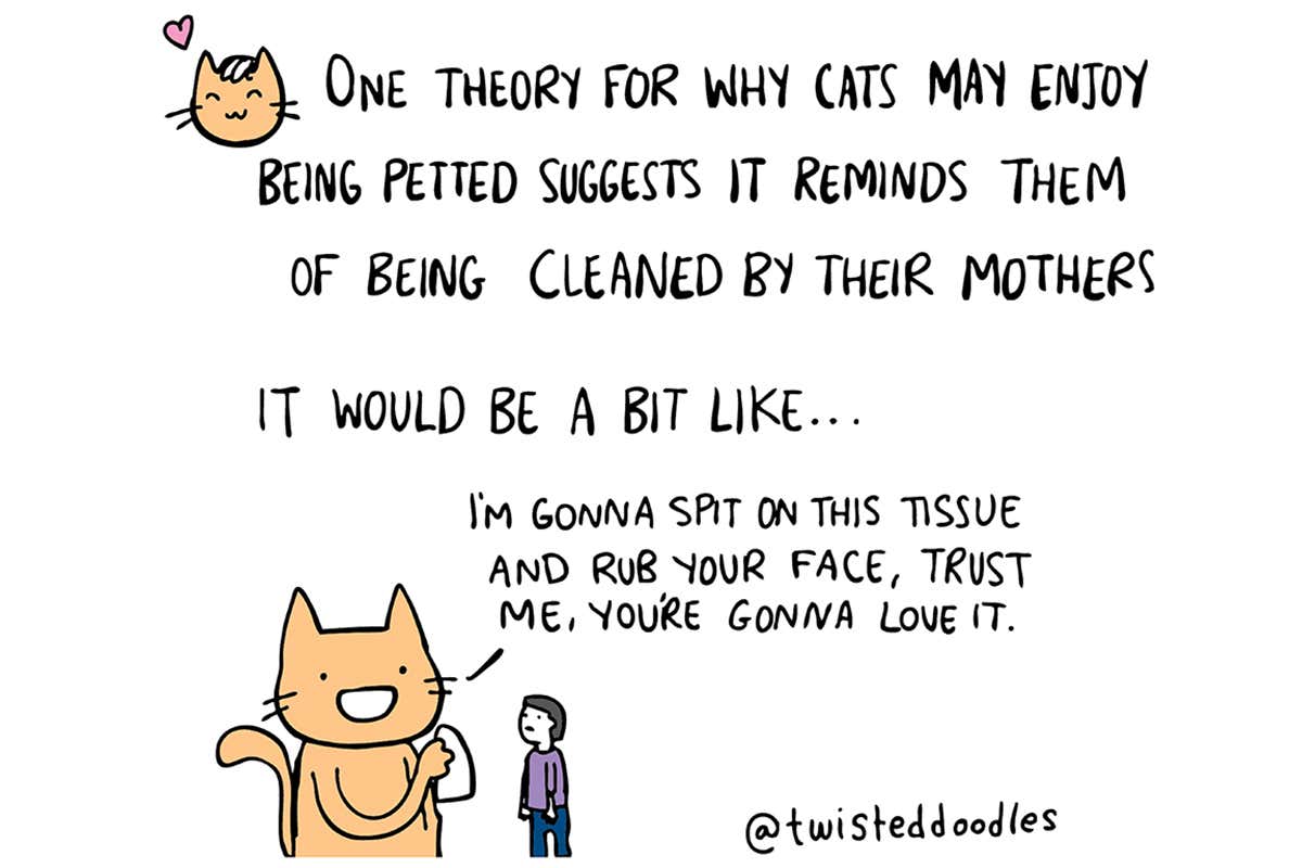 Twisteddoodles on the weirdness of cats