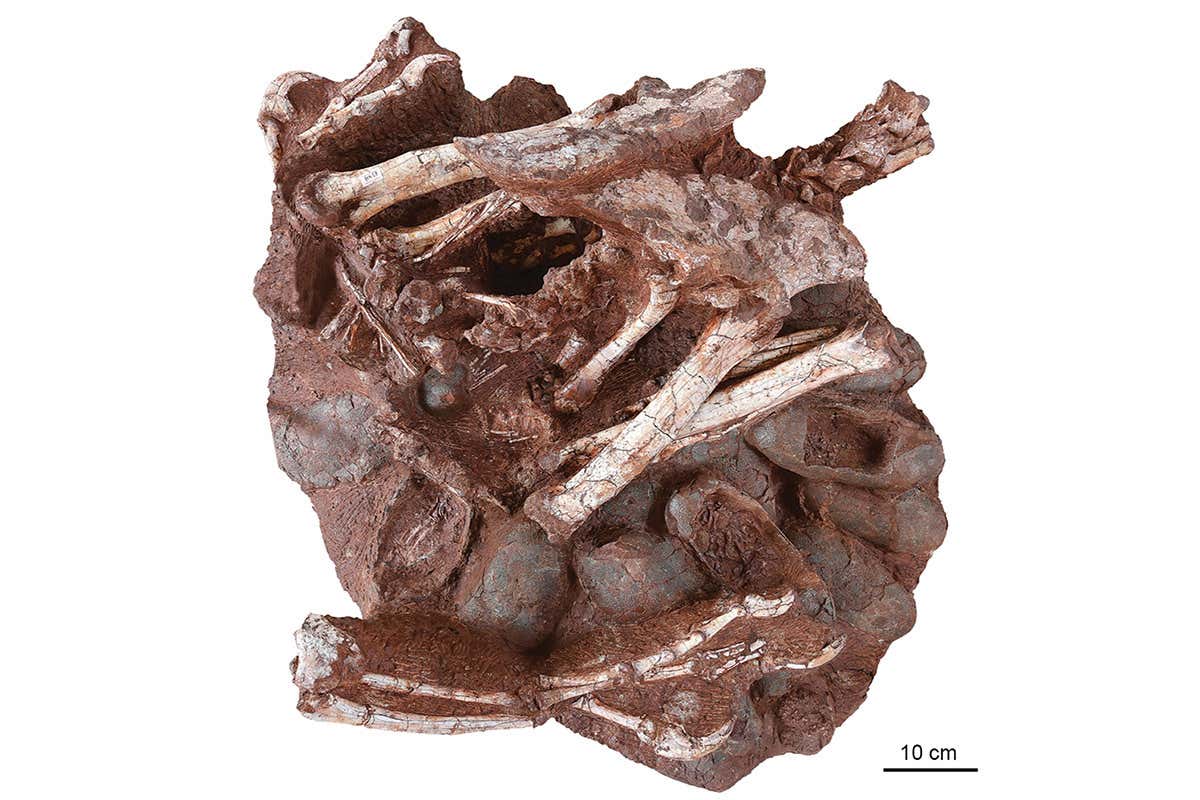 Fossilised nest shows some dinosaurs sat on their eggs like birds do