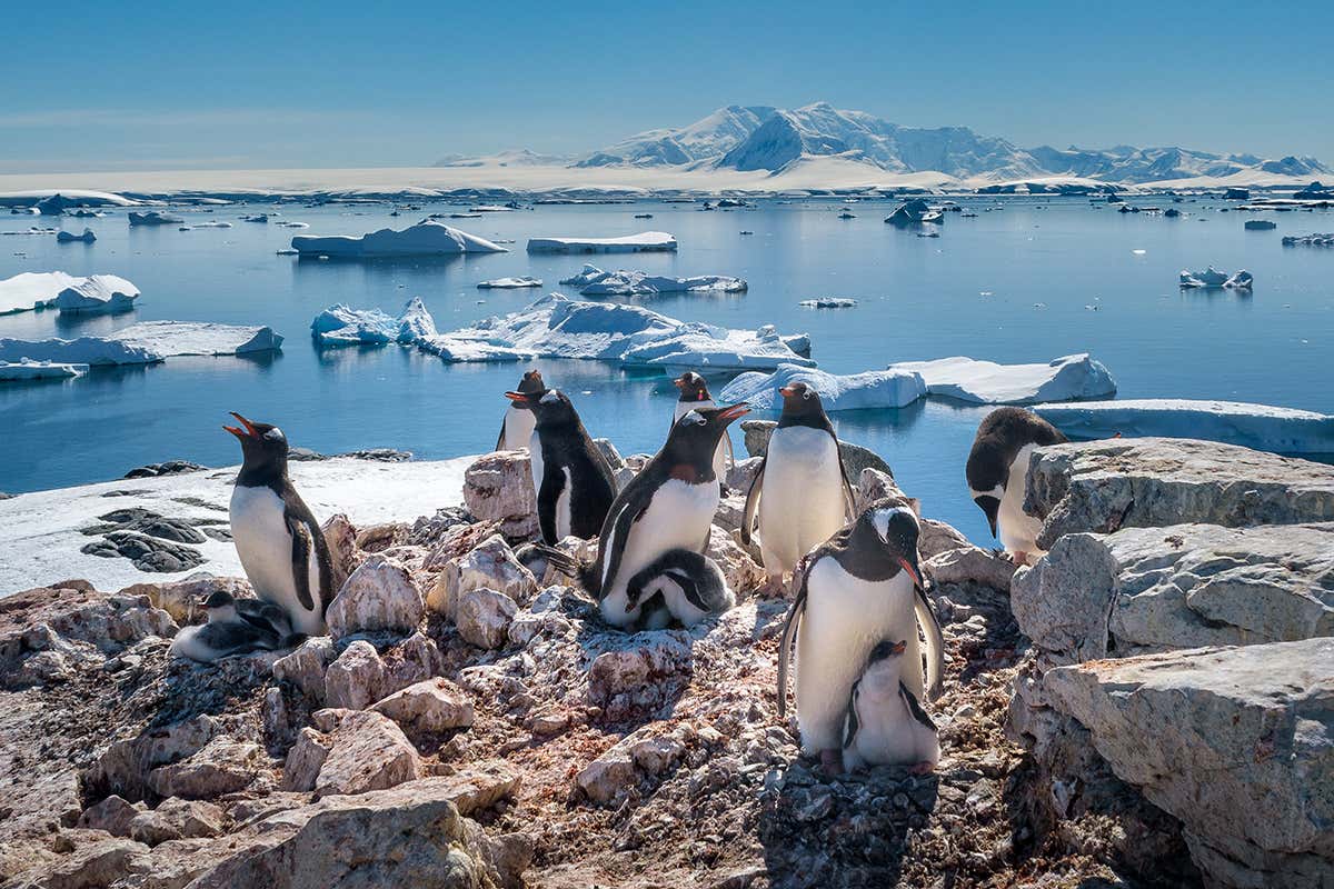 How you can help with penguin research by browsing images at home