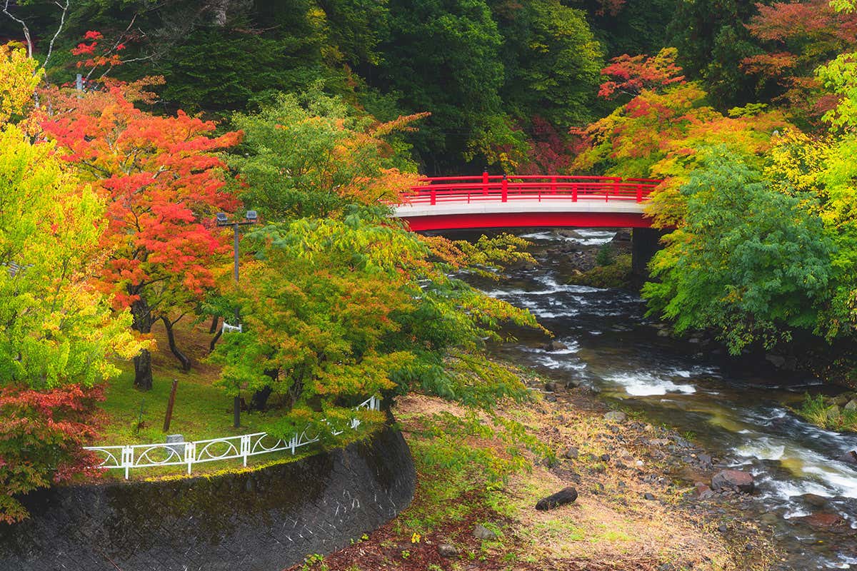 Why are tree leaves so many different shades of (mainly) green?