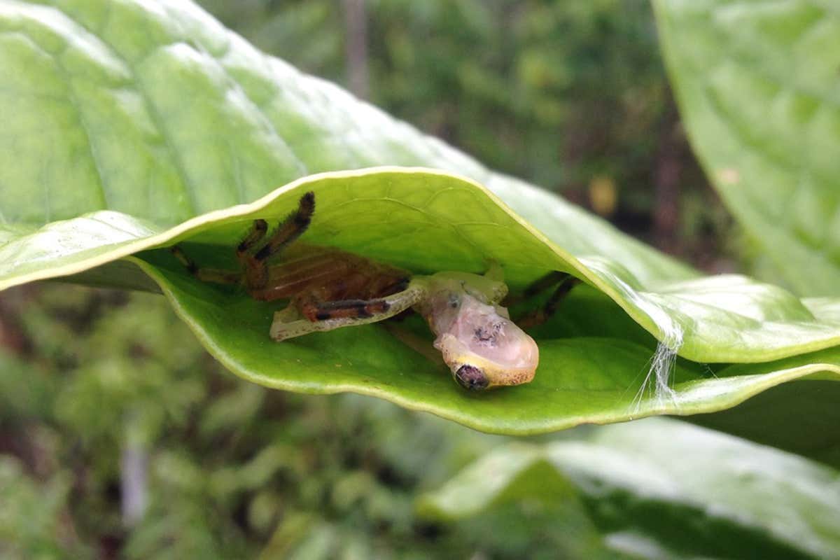 Huntsman spiders stitch leaves together to trap tree frogs