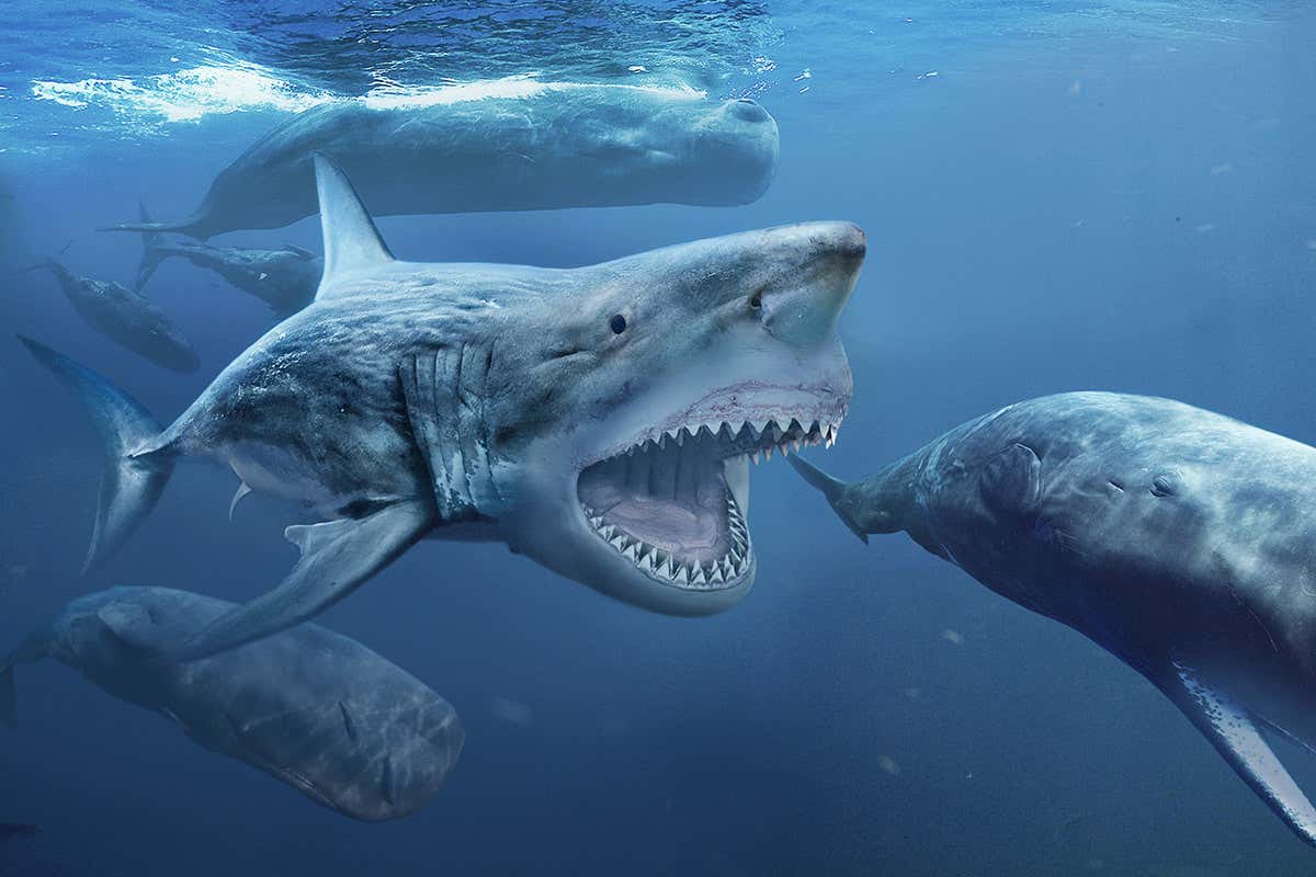 megalodon