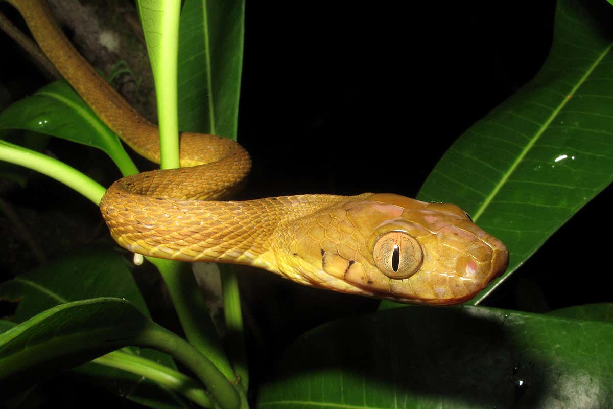 Snakes make their bodies lassos in a strange new climbing technique