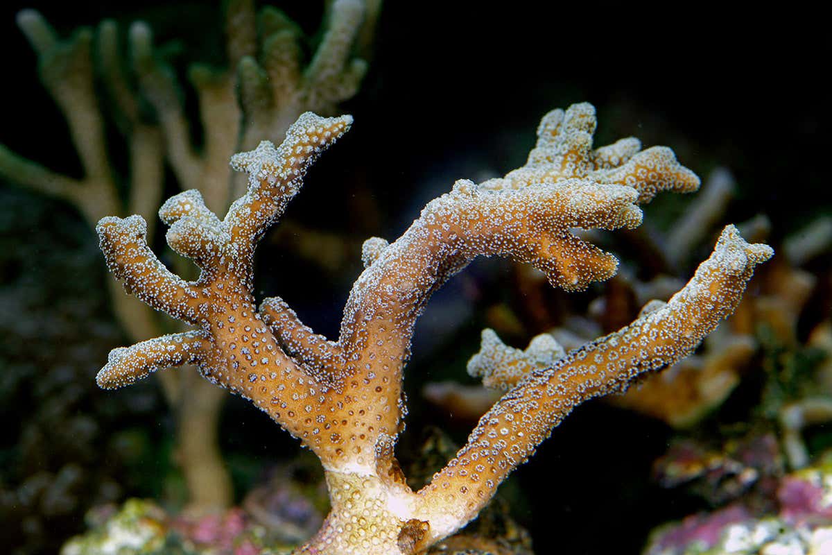 Cat's Paw Coral (Stylophora pistillata)